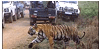 bandhavgarh