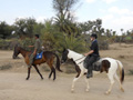 horse-safari-india