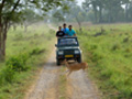 jungle-safari-india